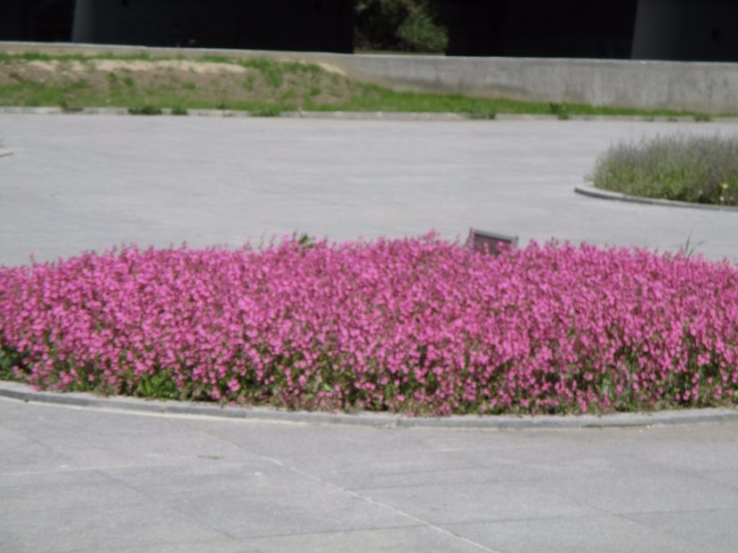  - 2017 - Pitești - 14 mai