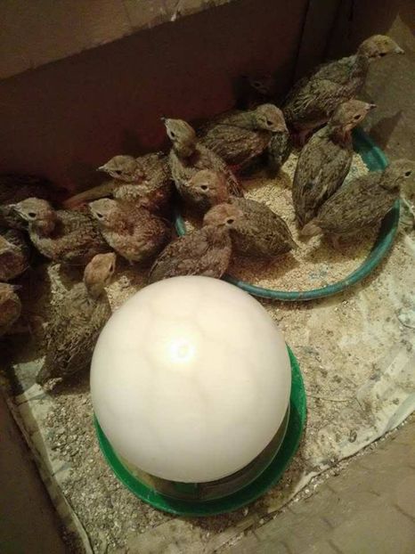  - potarnichi de stanca