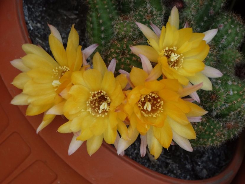  - Cactusi si suculente 2015-2016-2017