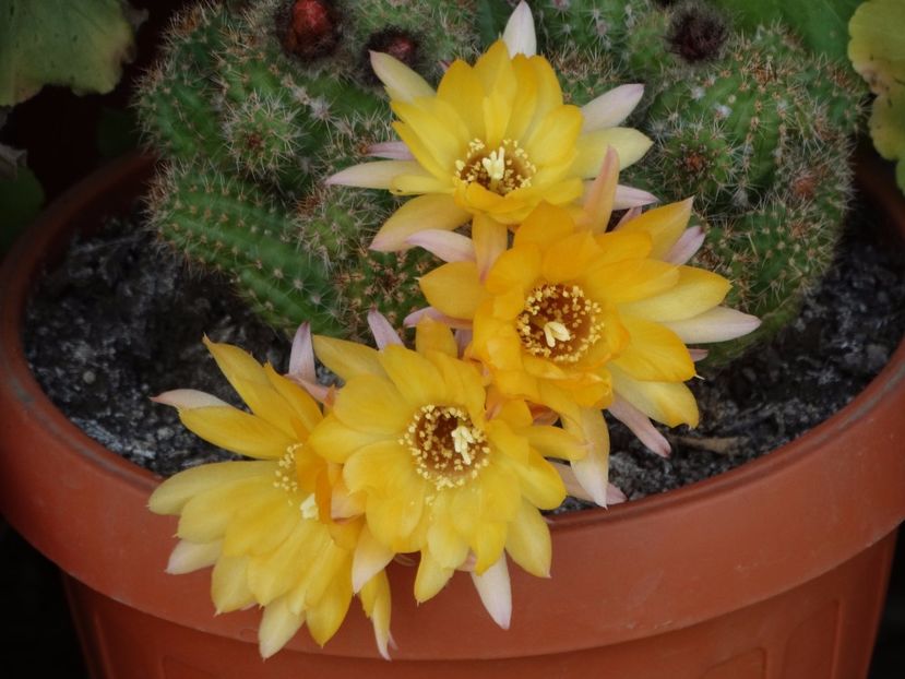  - Cactusi si suculente 2015-2016-2017