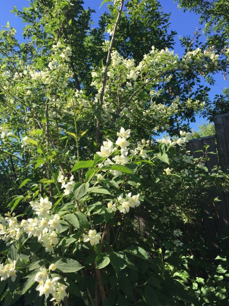 Iasomie - Arbusti 2017 23 24