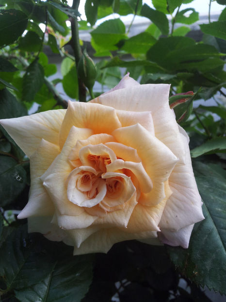  - Aloha - Kordes