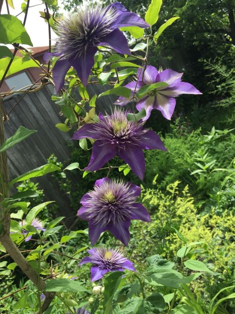  - Clematite 2017
