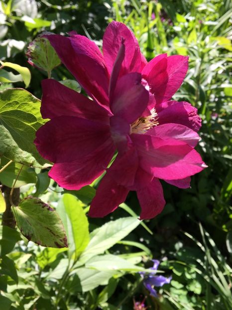  - Clematite 2017