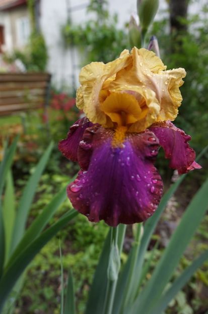 Gala Madrid - Irisi 2017