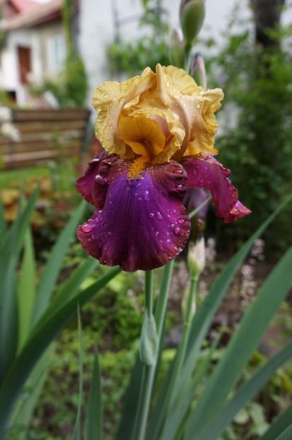 gala madrid - Irisi 2017