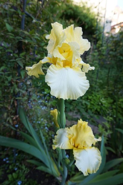 Sunshine and snow - Irisi 2017