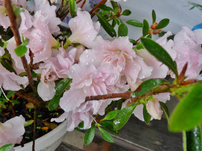  - Azalee si Rhododendroni