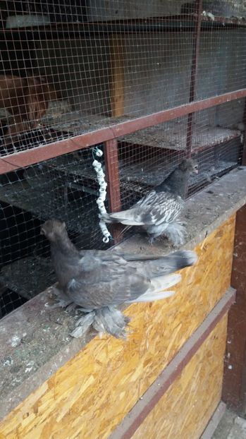  - 11 Jucatori de bucovina 2017