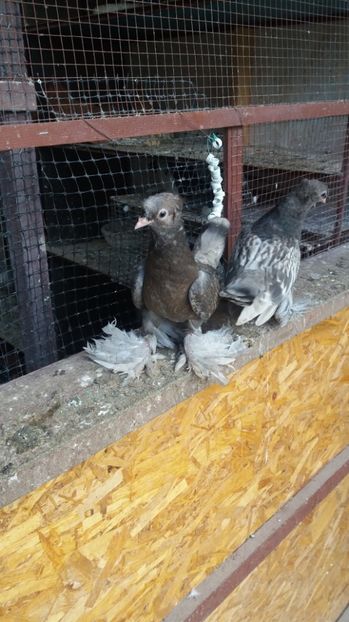  - 11 Jucatori de bucovina 2017