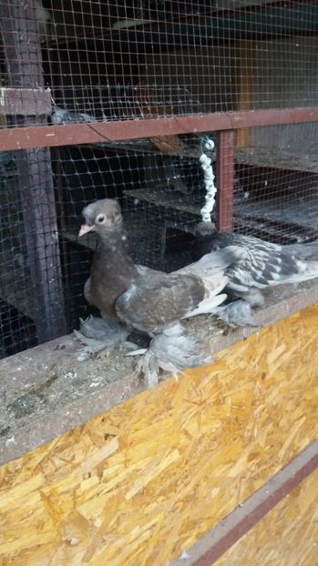  - 11 Jucatori de bucovina 2017