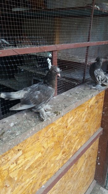  - 11 Jucatori de bucovina 2017