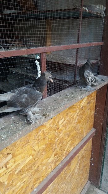  - 11 Jucatori de bucovina 2017