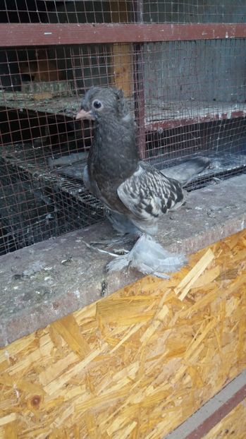  - 11 Jucatori de bucovina 2017