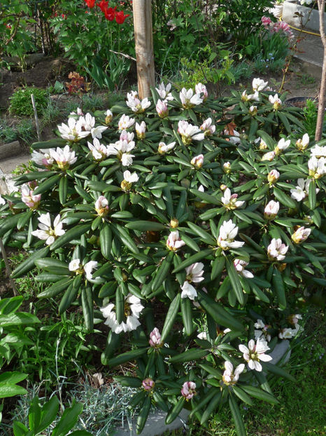  - Azalee si Rhododendroni