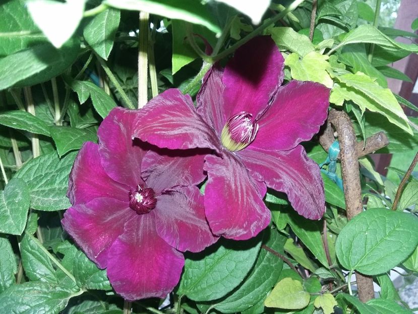  - 2017 clematis