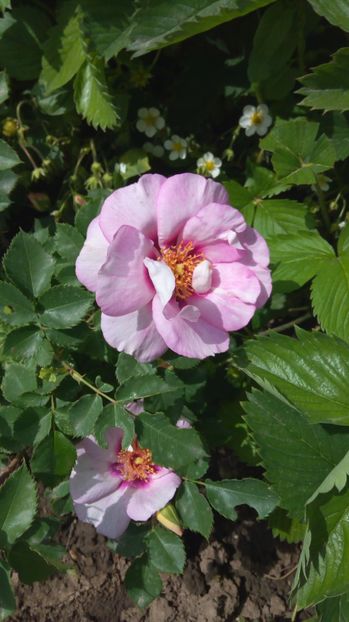 decat el - Trandafiri 2017