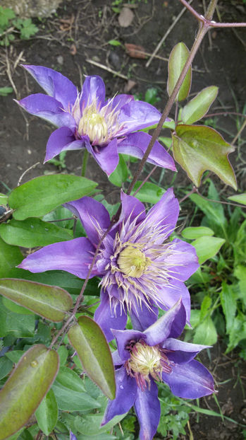 tmp_28879-20170514_1225211880065769 - primavara 2017