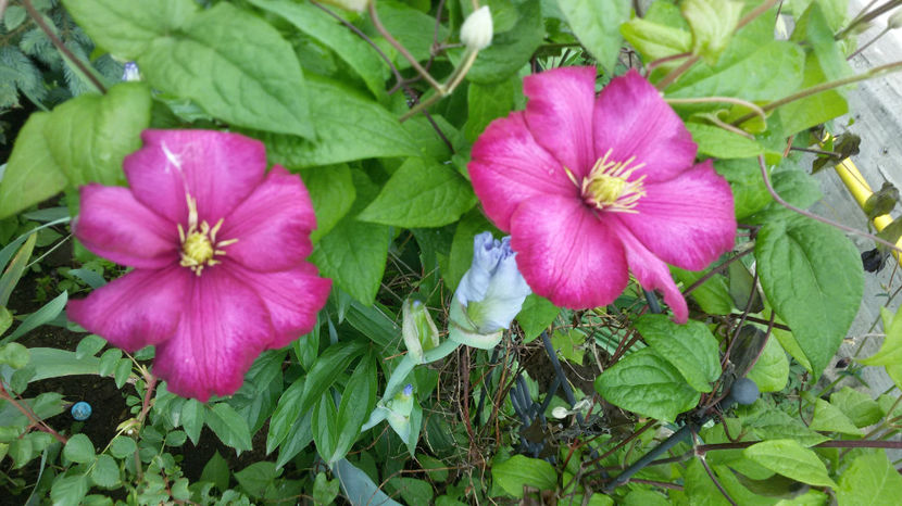 tmp_28879-20170514_122421-1940591460 - primavara 2017