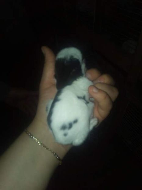  - Cuib fluture F RO8 - M RO18 din 19 04 2017