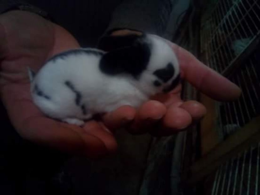  - Cuib fluture F RO8 - M RO18 din 19 04 2017