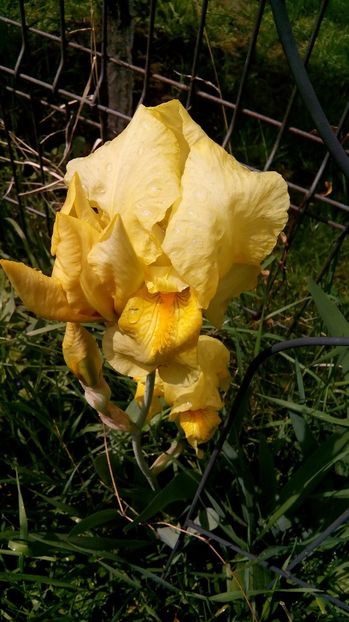  - Iris intermediar