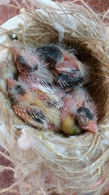  - Canari Timbrado Spaniol continu