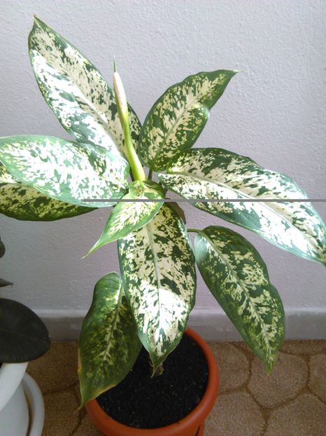  - DIEFFENBACHIA