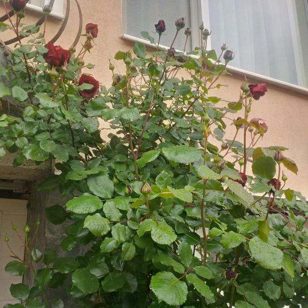 Symphatie - trandafiri 2017