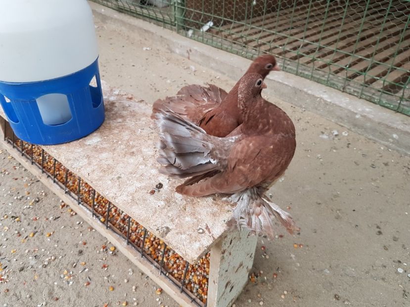 Pereche 2017 - 6 ___PUI 2017 DIN RASELE PE CARE  LE DETIN