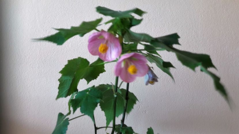 Multumesc Diana! - ABUTILON 2017