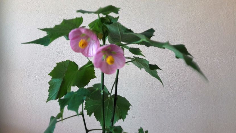  - ABUTILON 2017