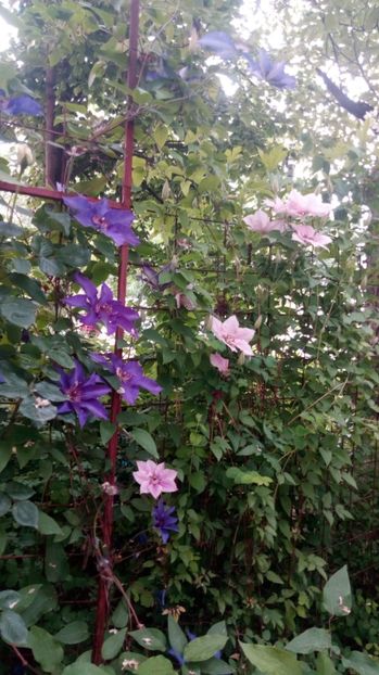  - Grădiniță de flori2017