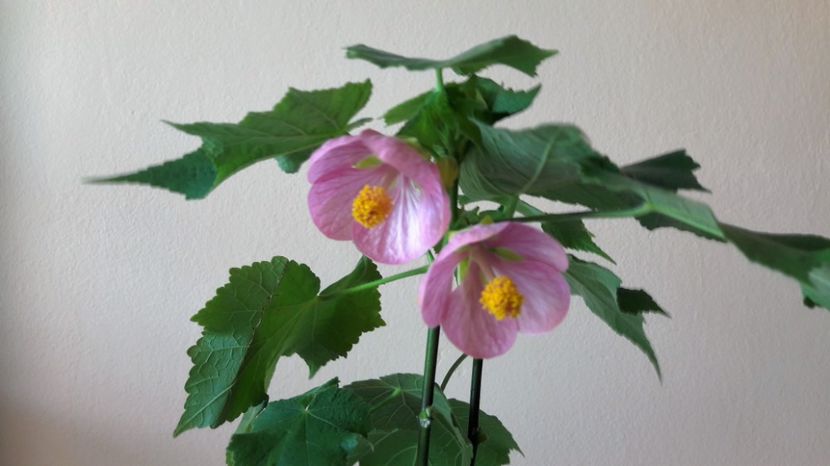 Abutilon - FLORI -2017