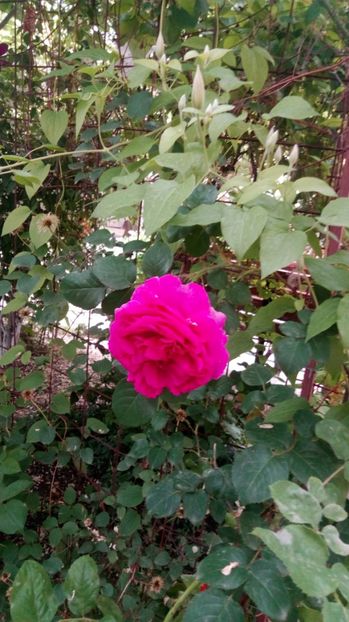  - Grădiniță de flori2017