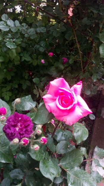  - Grădiniță de flori2017