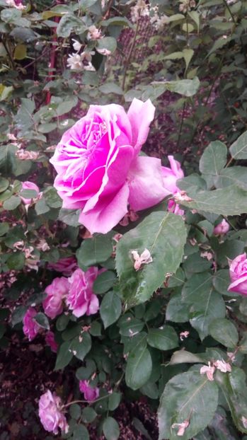  - Grădiniță de flori2017