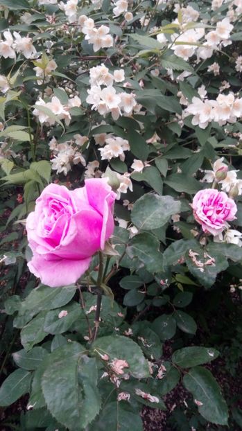  - Grădiniță de flori2017