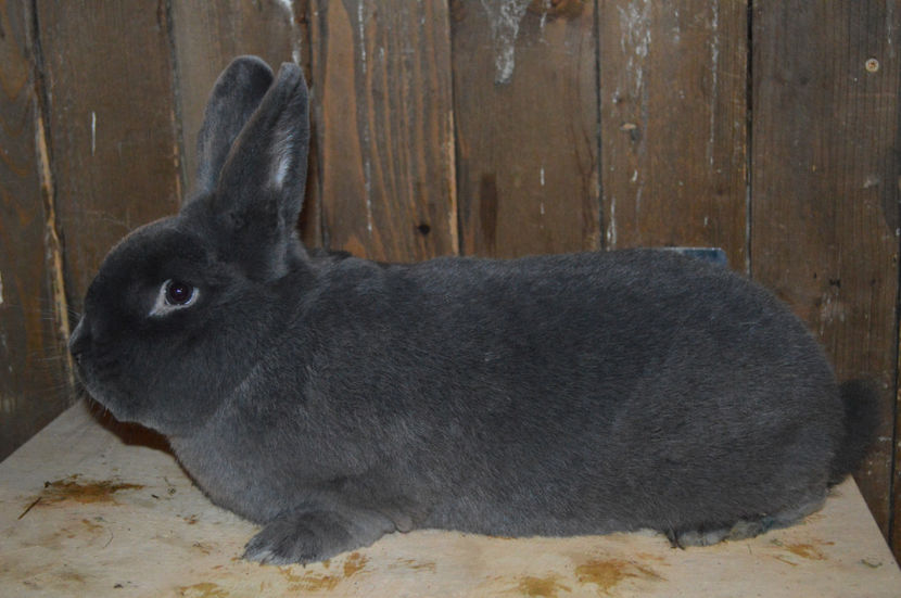 1-0 - 2 ALBASTRU VIENEZ 2017