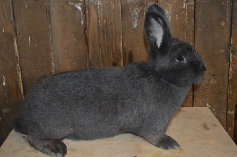 0-1 - 2 ALBASTRU VIENEZ 2017