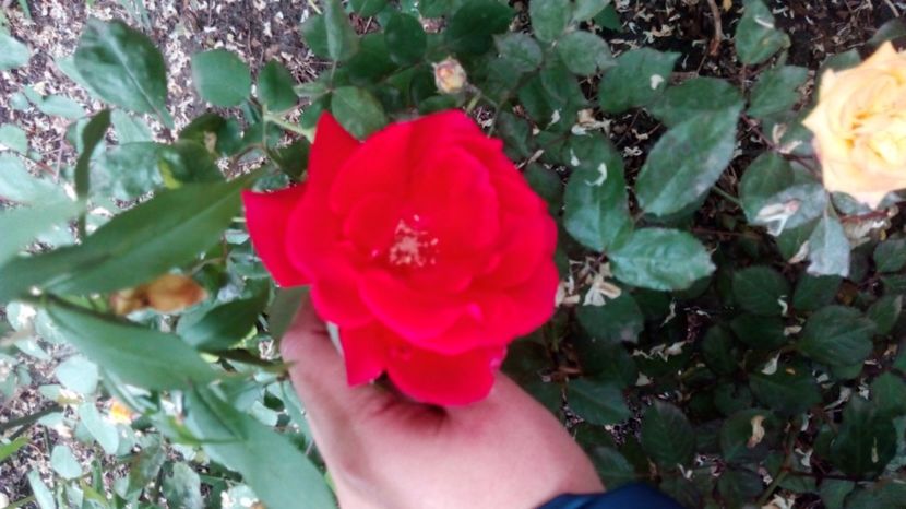  - Grădiniță de flori2017