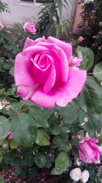  - Grădiniță de flori2017