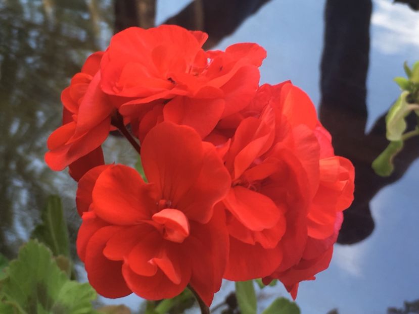 Classic Red - Muscate colectie