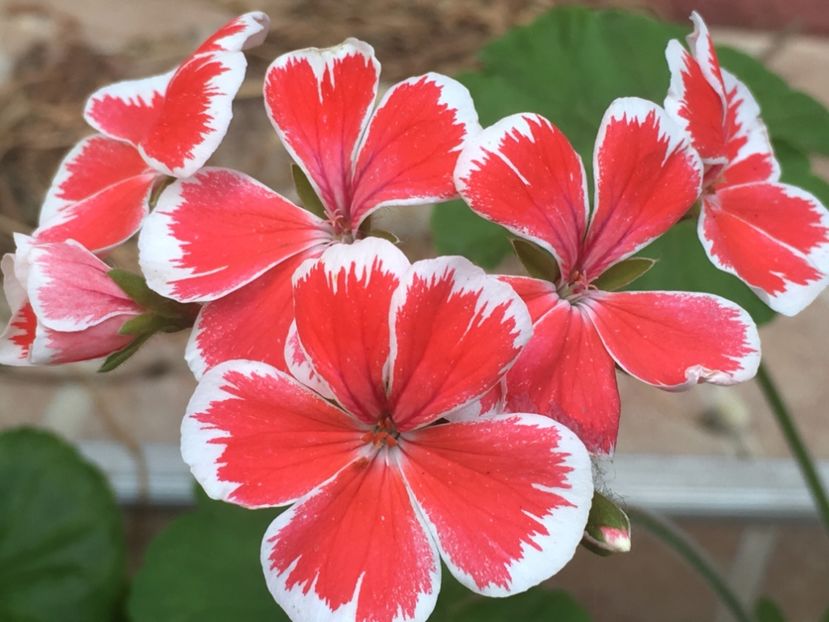 Mr. Wren - Muscate colectie