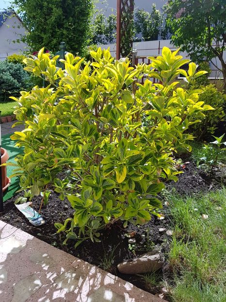 Euonymus gold - Conifere si arbusti