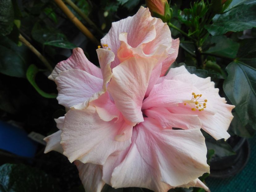  - Clasic Pink