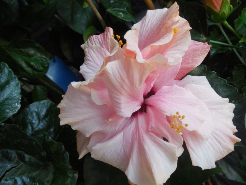  - Clasic Pink