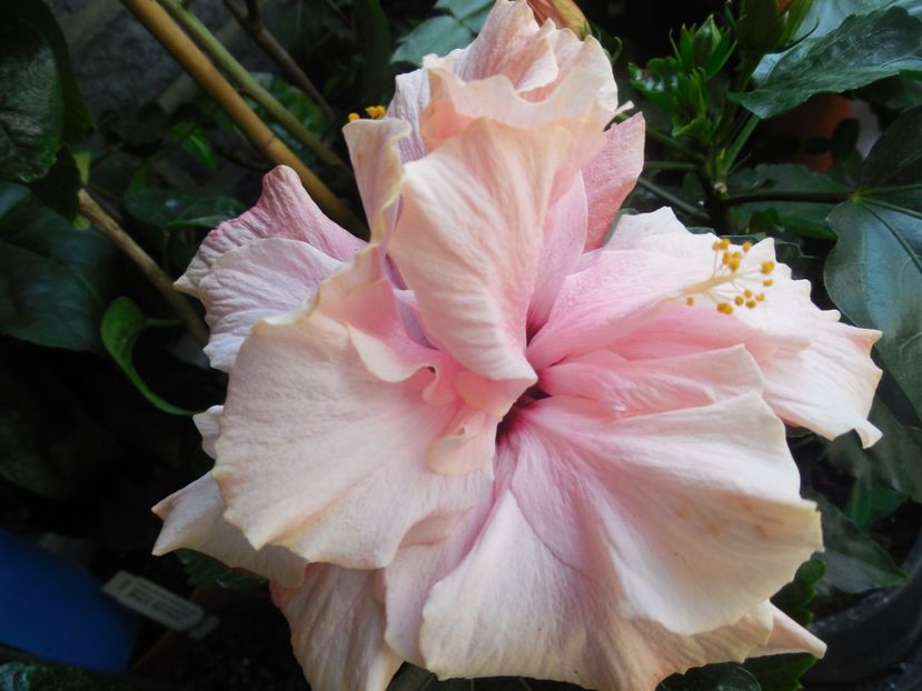  - Clasic Pink