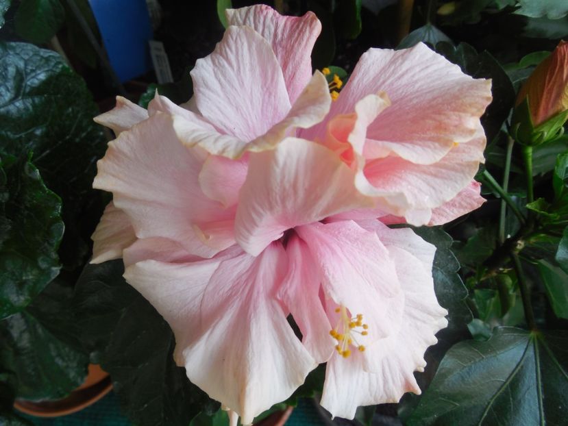  - Clasic Pink