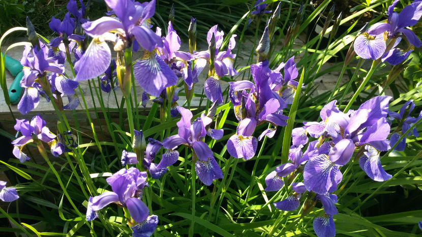 tmp_21898-20170515_084739-298072369 - irisi 2017